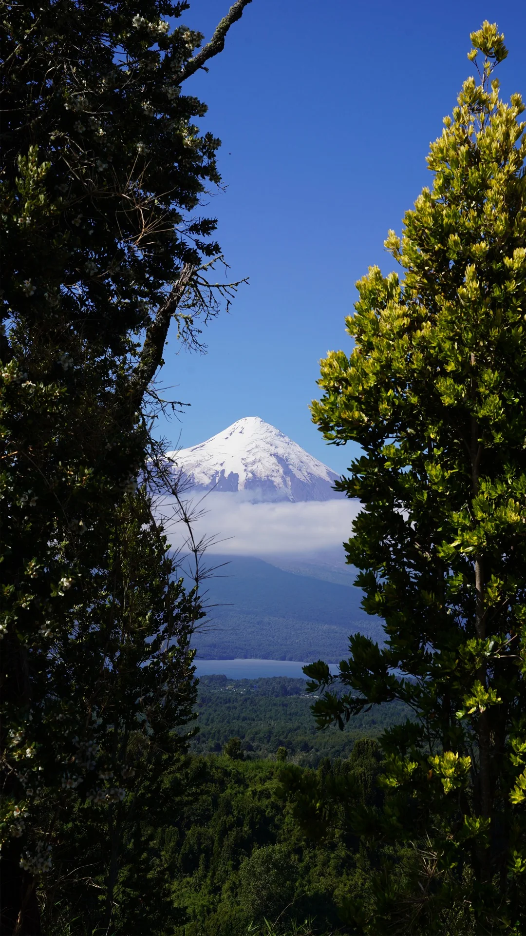 Volcán entre bosque nativo